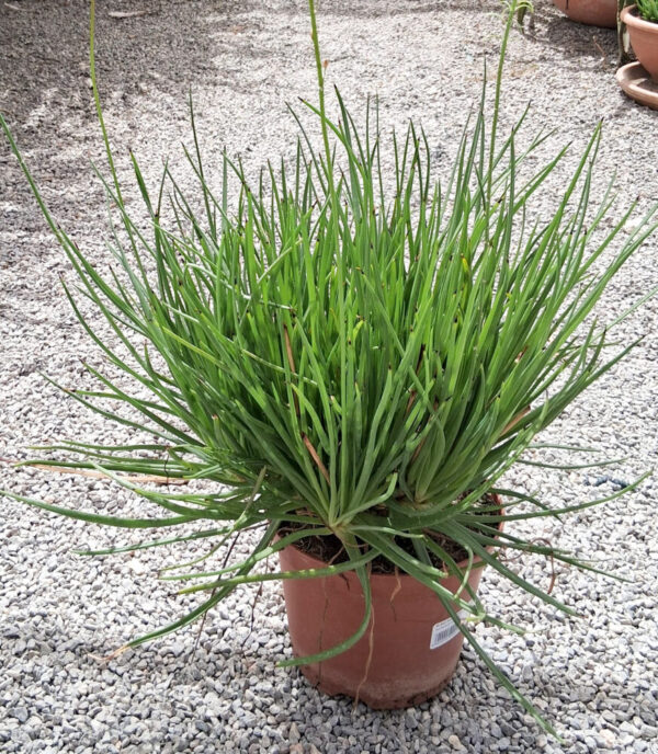 Bulbine frutescens