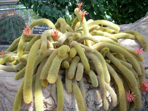 Borzicactus aureispinus - Imagen 5