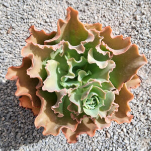 Echeveria 'Dorothy'