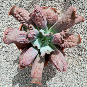 Echeveria linguas