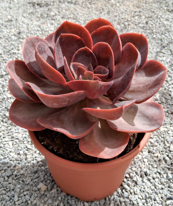 Echeveria saigon - Imagen 2
