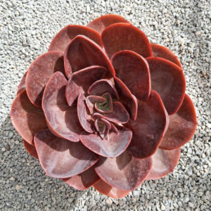 Echeveria saigon