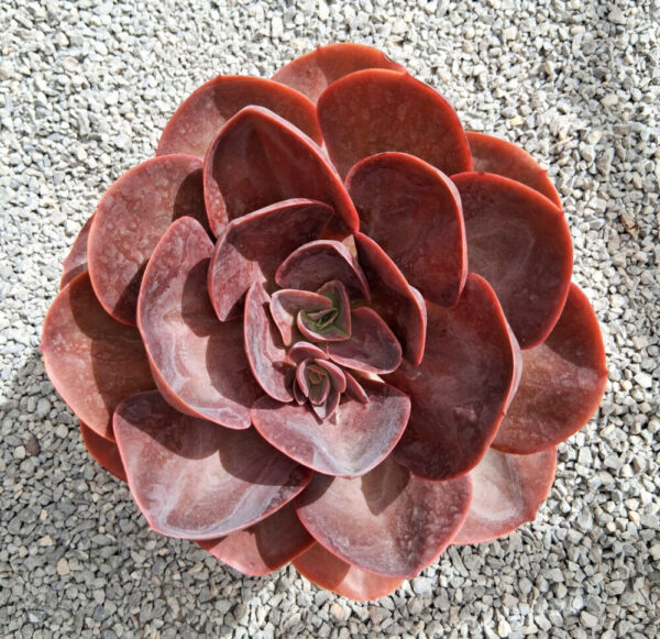 Echeveria saigon
