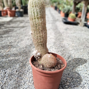 Espostoa lanata