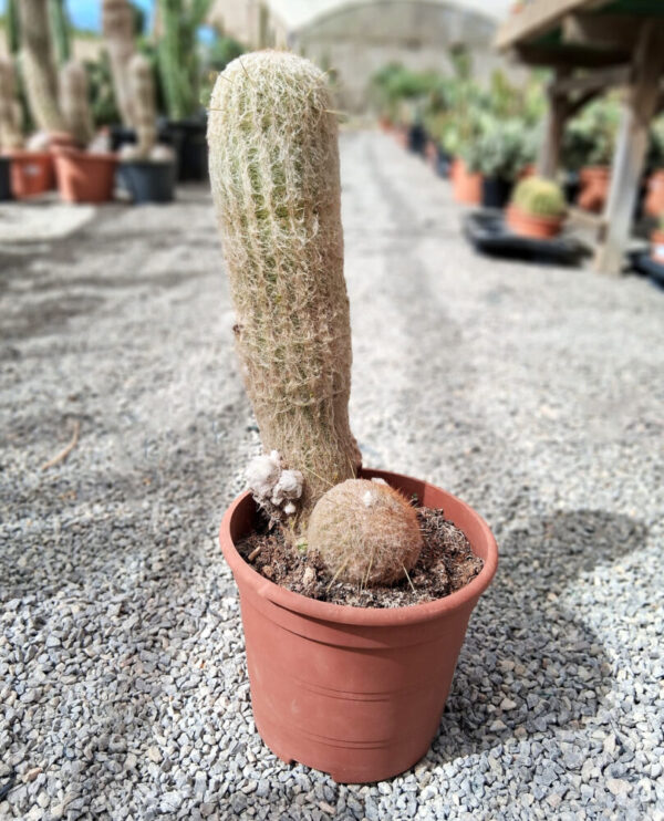 Espostoa lanata