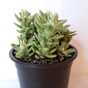 Euphorbia lugardiae