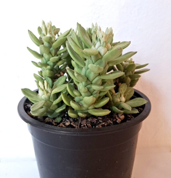 Euphorbia lugardiae