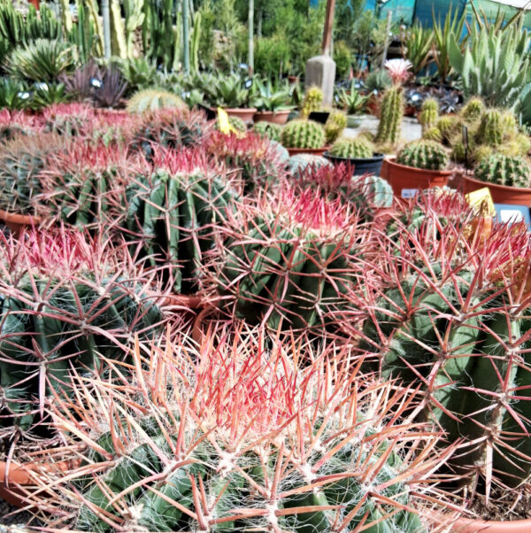 Ferocactus stainesii - Imagen 2