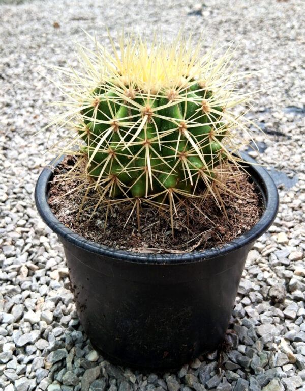 Echinocactus grusonii - Imagen 5