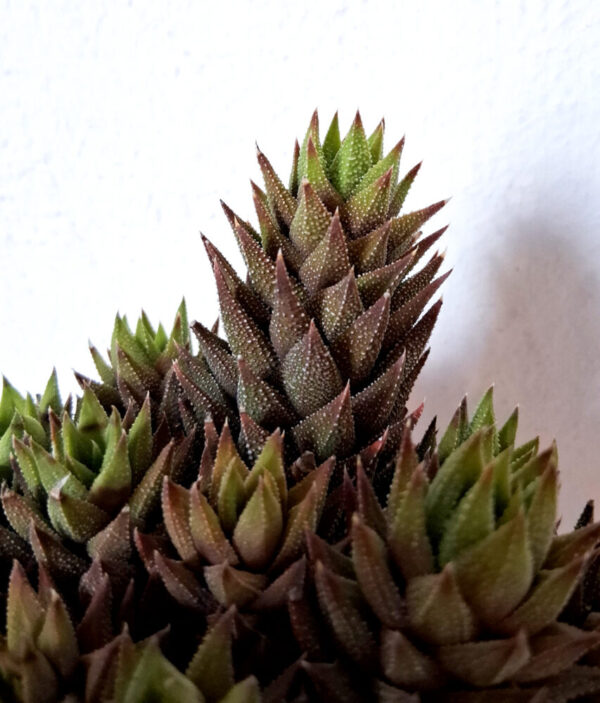 Haworthia reinwardtii - Imagen 2