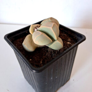 Lapidaria margaretae XL