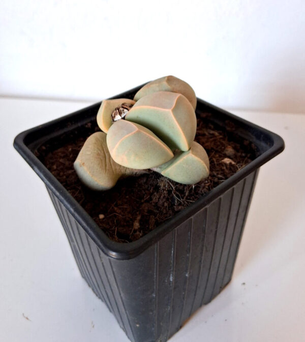 Lapidaria margaretae XL