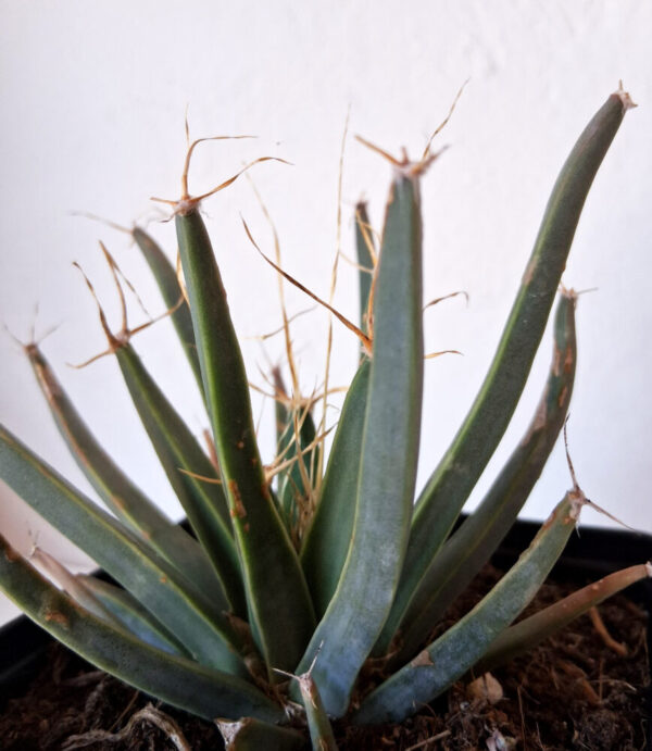 Leuchtenbergia principis - Imagen 2