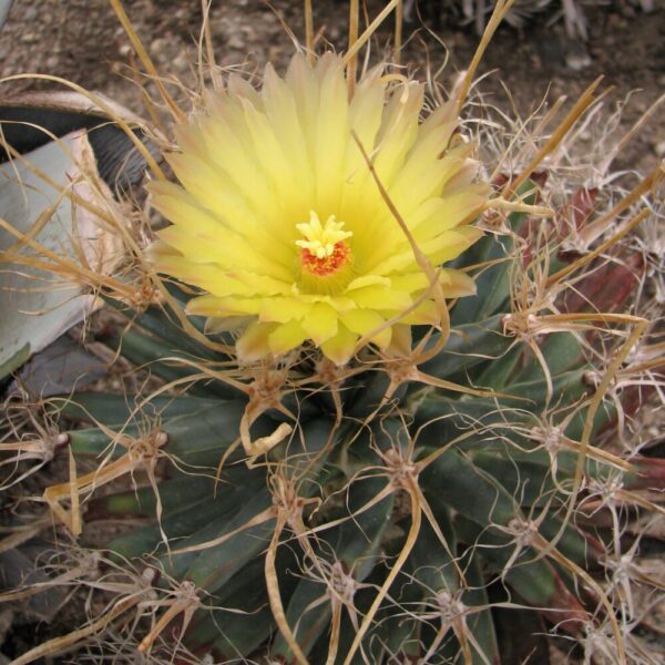 Leuchtenbergia principis - Imagen 4