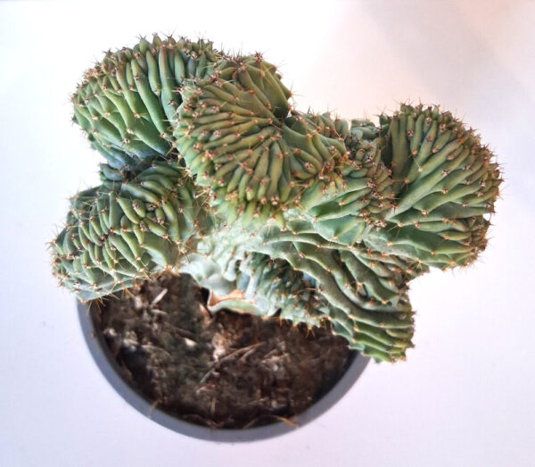 Myrtillocactus geometrizans cristata injertado - Imagen 3