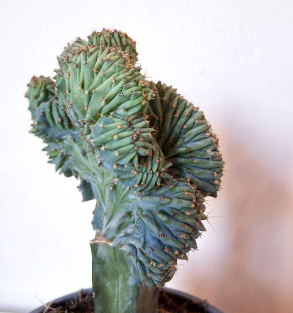 Myrtillocactus geometrizans cristata injertado - Imagen 4