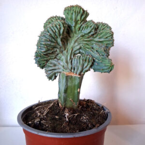 Myrtillocactus geometrizans cristata injertado