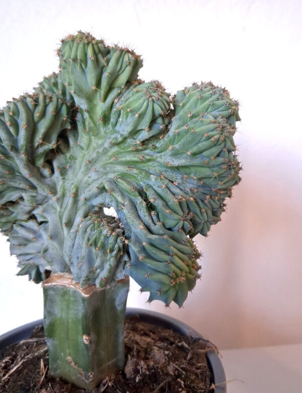 Myrtillocactus geometrizans cristata injertado - Imagen 2