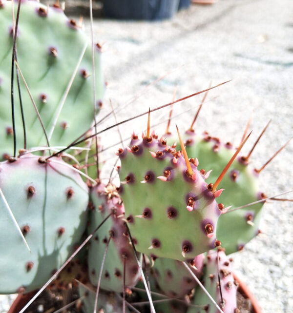 Opuntia macrocentra var. minor - Imagen 2