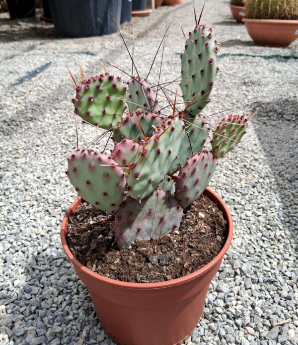 Opuntia macrocentra var. minor