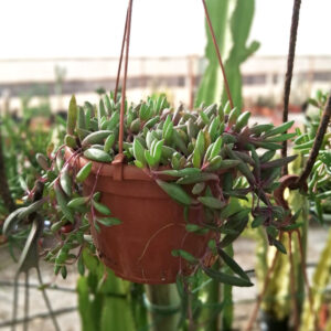 Othonna capensis