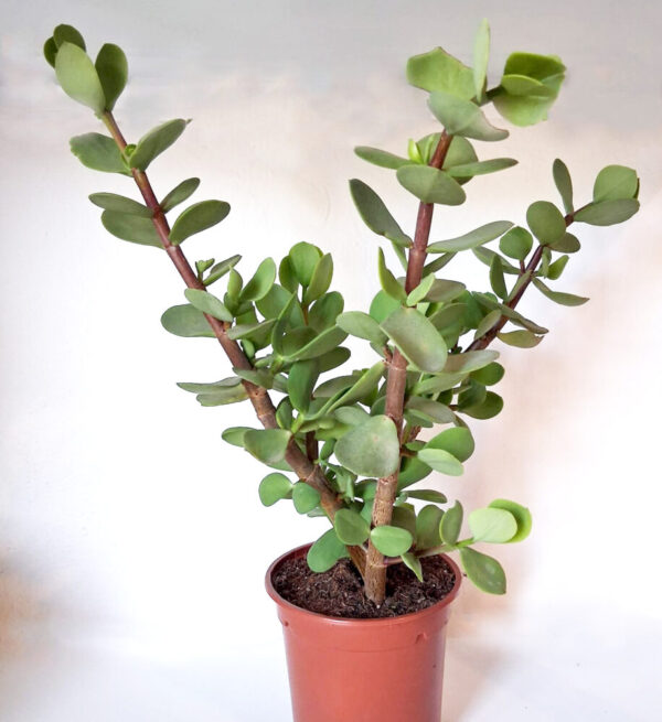 Portulacaria afra macorphylla