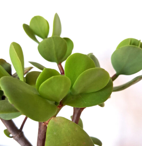 Portulacaria afra macorphylla - Imagen 3