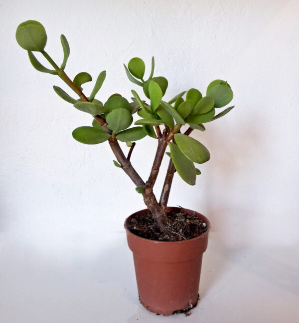 Portulacaria afra macorphylla - Imagen 2
