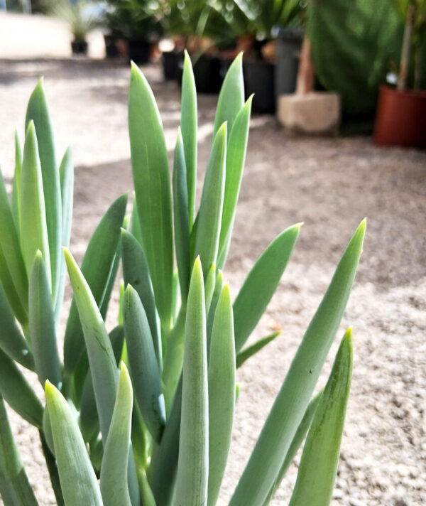 Senecio ficoides - Imagen 2
