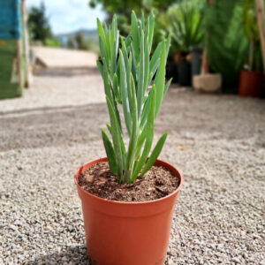 Senecio ficoides