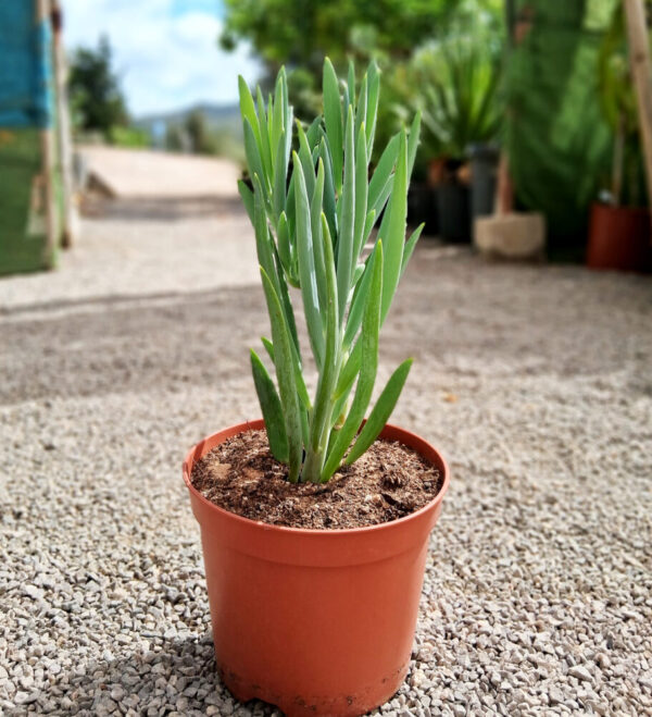Senecio ficoides