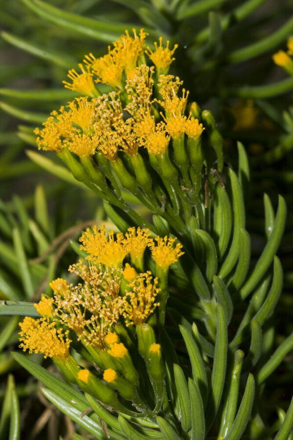 Senecio barbetonicus - Imagen 4