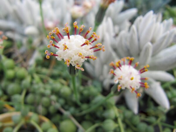 Senecio rowleyanus - Imagen 4