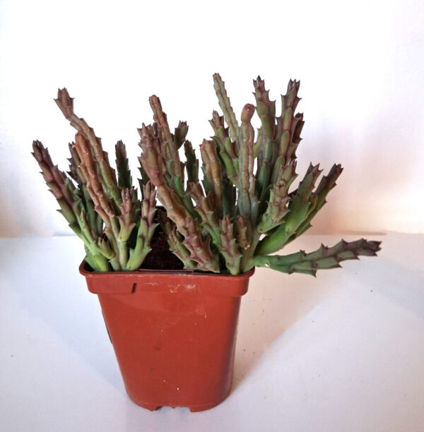 Stapelia variegata - Imagen 2