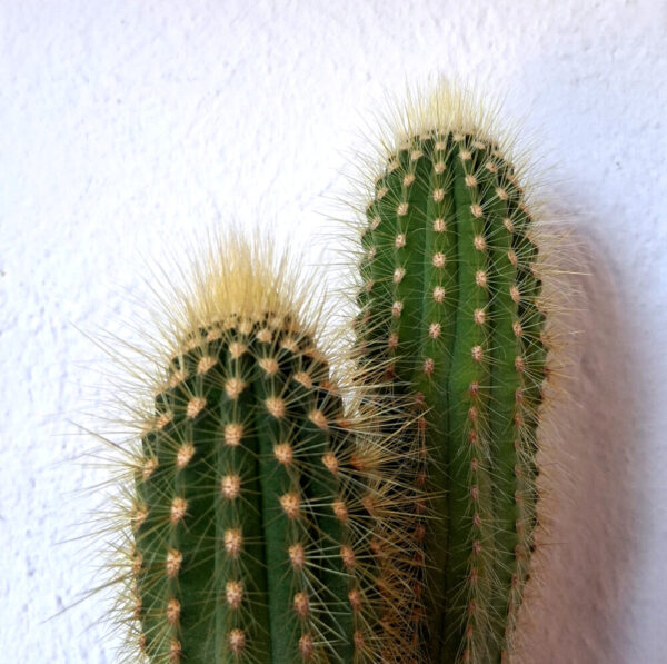 Vatricania guentheri - Imagen 2