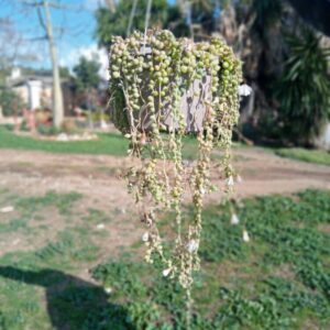 Senecio rowleyanus