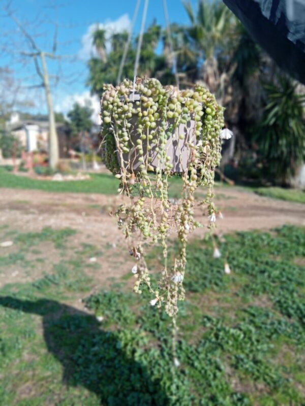 Senecio rowleyanus