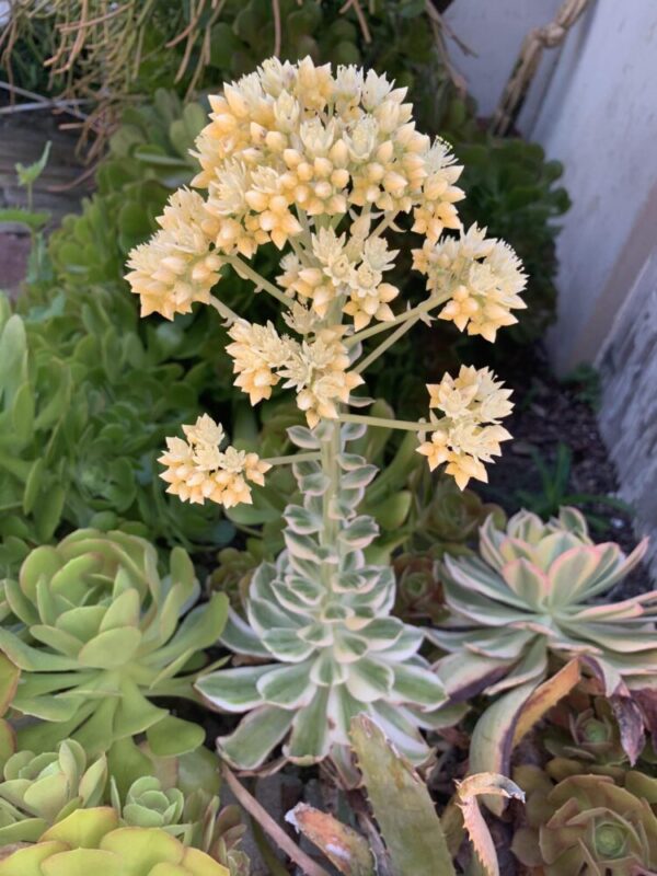 Aeonium cv. Sunburst - Imagen 5