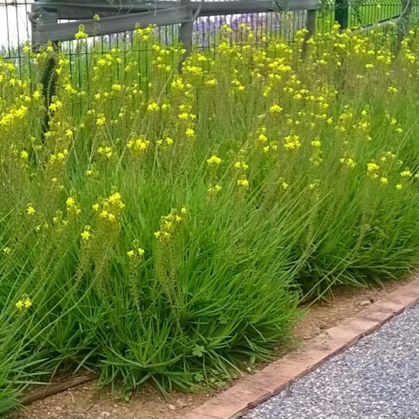 Bulbine frutescens - Imagen 5