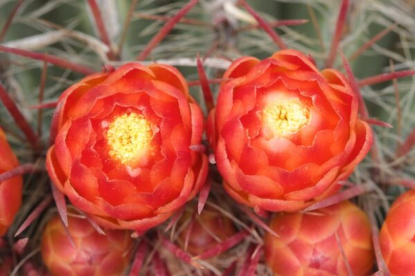Ferocactus stainesii - Imagen 4