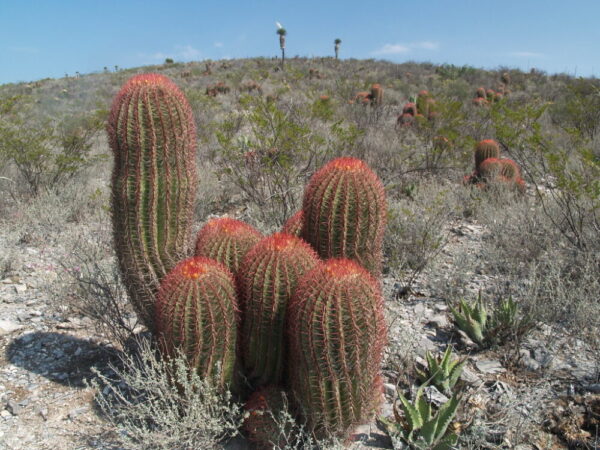 Ferocactus stainesii - Imagen 5