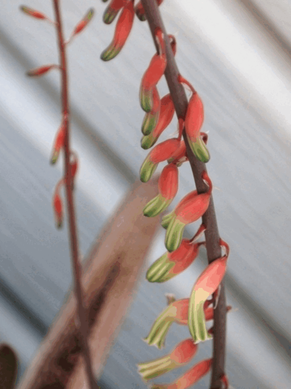 Gasteria 'Little warty' - Imagen 3