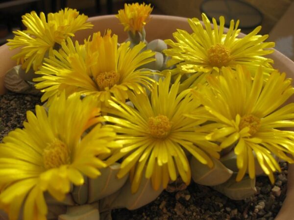 Lapidaria margaretae XL - Imagen 3