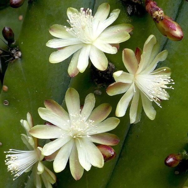 Myrtillocactus geometrizans - Imagen 4