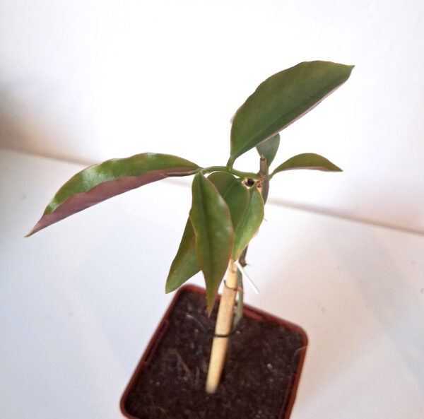 Pereskia aculeata - Imagen 3