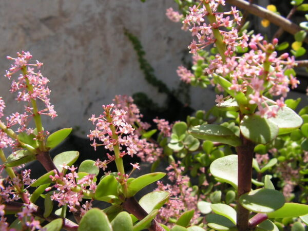 Portulacaria afra macorphylla - Imagen 4
