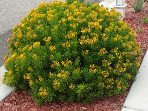 Senecio barbetonicus - Imagen 5