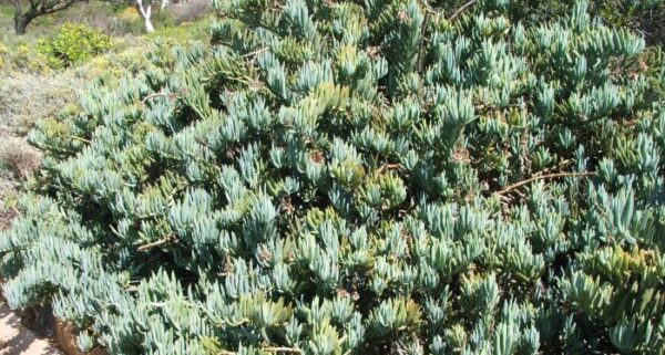 Senecio ficoides - Imagen 3