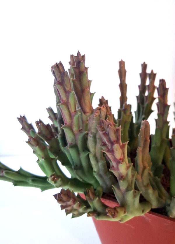 Stapelia variegata - Imagen 3
