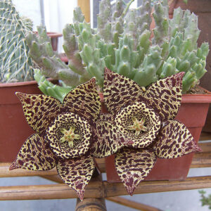 Stapelia variegata